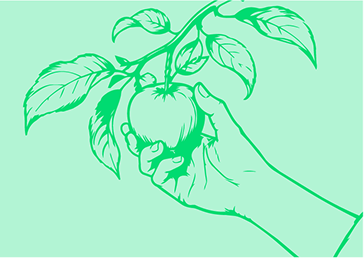 Pluckd recruiting - hand plucking an apple from the branch of an apple tree, probably cosmic crisp